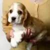 Cocker Spaniel Puppy for Sale in Puchong Kuala Lumpur KL Malaysia