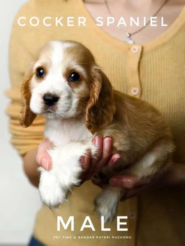 Cocker Spaniel Puppy for Sale in Puchong Kuala Lumpur KL Malaysia