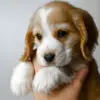 Cocker Spaniel Puppy for Sale in Puchong Kuala Lumpur KL Malaysia