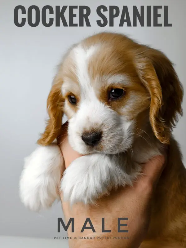 Cocker Spaniel Puppy for Sale in Puchong Kuala Lumpur KL Malaysia