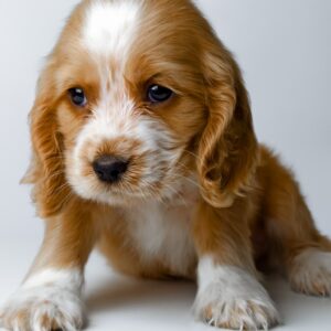Cocker Spaniel Puppy for Sale in Puchong Kuala Lumpur KL Malaysia