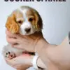 Cocker Spaniel Puppy for Sale in Puchong Kuala Lumpur KL Malaysia