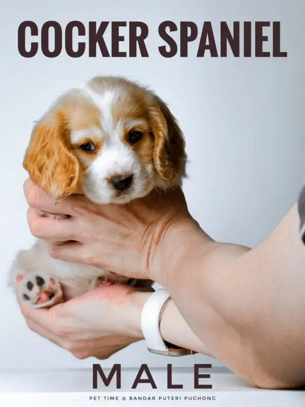 Cocker Spaniel Puppy for Sale in Puchong Kuala Lumpur KL Malaysia