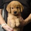 Golden Retriever Puppy for Sale in Puchong Kuala Lumpur KL Malaysia