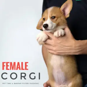 Corgi Puppy for Sale in Puchong Kuala Lumpur KL Malaysia