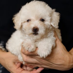 Toy Poodle Puppy for Sale in Puchong Kuala Lumpur KL Malaysia