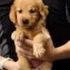 Golden Retriever Puppy for Sale in Puchong Kuala Lumpur KL Malaysia