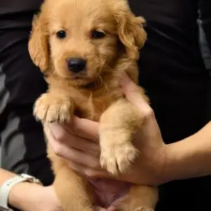 Golden Retriever Puppy for Sale in Puchong Kuala Lumpur KL Malaysia