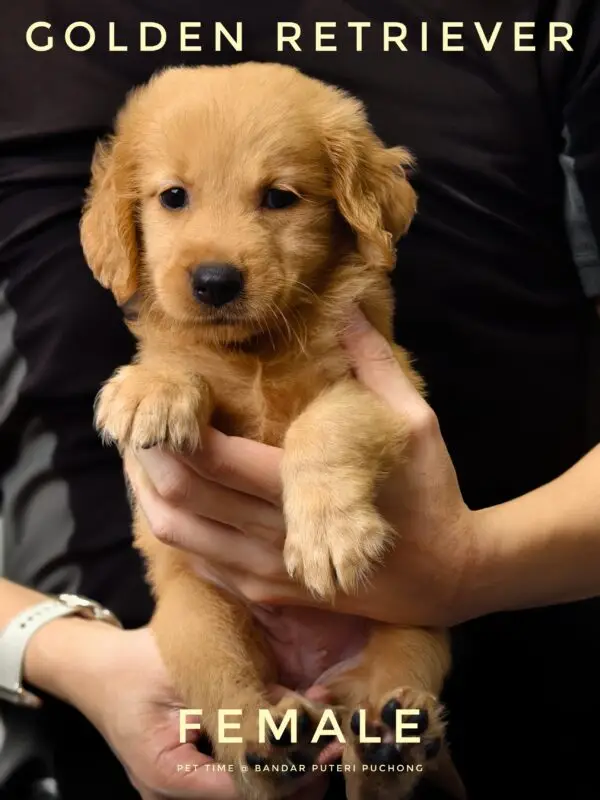 Golden Retriever Puppy for Sale in Puchong Kuala Lumpur KL Malaysia