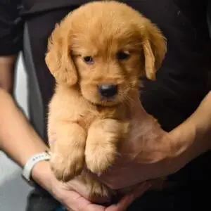 Golden Retriever Puppy for Sale in Puchong Kuala Lumpur KL Malaysia