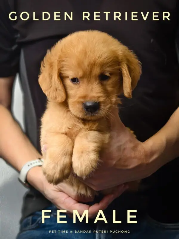 Golden Retriever Puppy for Sale in Puchong Kuala Lumpur KL Malaysia