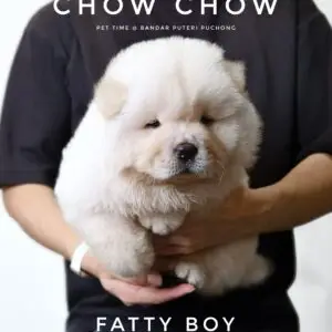 Chow Chow Puppy for Sale in Puchong Kuala Lumpur KL Malaysia