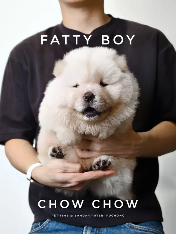 Chow Chow Puppy for Sale in Puchong Kuala Lumpur KL Malaysia