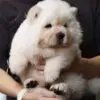Chow Chow Puppy for Sale in Puchong Kuala Lumpur KL Malaysia
