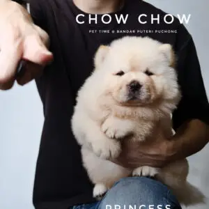 Chow Chow Puppy for Sale in Puchong Kuala Lumpur KL Malaysia