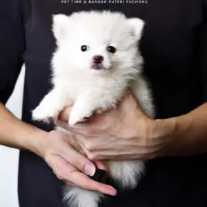 Pomeranian Puppy for Sale in Puchong Kuala Lumpur KL Malaysia