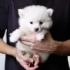 Pomeranian Puppy for Sale in Puchong Kuala Lumpur KL Malaysia