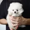 Pomeranian Puppy for Sale in Puchong Kuala Lumpur KL Malaysia