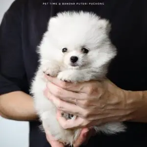 Pomeranian Puppy for Sale in Puchong Kuala Lumpur KL Malaysia
