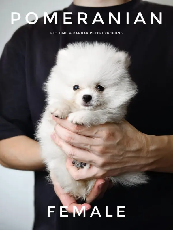 Pomeranian Puppy for Sale in Puchong Kuala Lumpur KL Malaysia