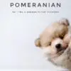 Pomeranian Puppy for Sale in Puchong Kuala Lumpur KL Malaysia