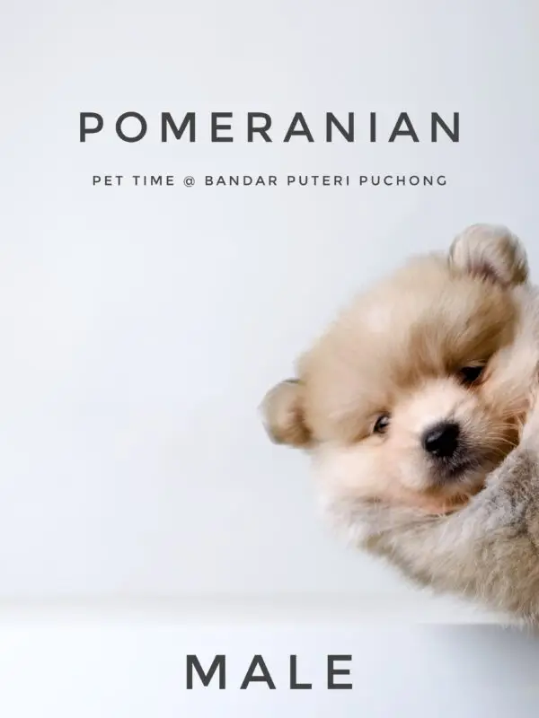 Pomeranian Puppy for Sale in Puchong Kuala Lumpur KL Malaysia