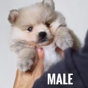 Pomeranian Puppy for Sale in Puchong Kuala Lumpur KL Malaysia
