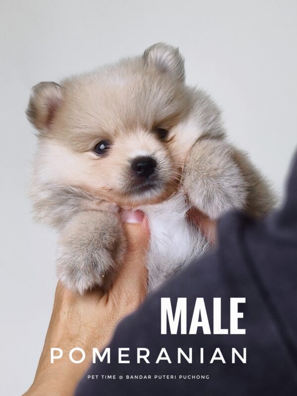 Pomeranian Puppy for Sale in Puchong Kuala Lumpur KL Malaysia