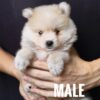 Pomeranian Puppy for Sale in Puchong Kuala Lumpur KL Malaysia