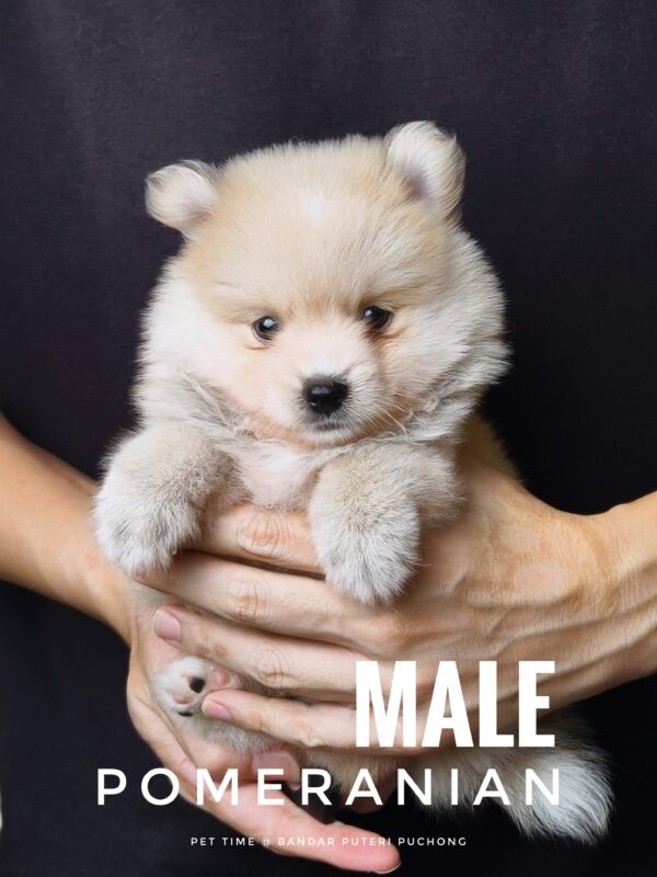 Pomeranian Puppy for Sale in Puchong Kuala Lumpur KL Malaysia