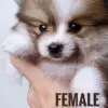 Pomeranian Puppy for Sale in Puchong Kuala Lumpur KL Malaysia
