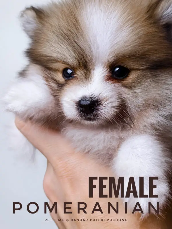 Pomeranian Puppy for Sale in Puchong Kuala Lumpur KL Malaysia