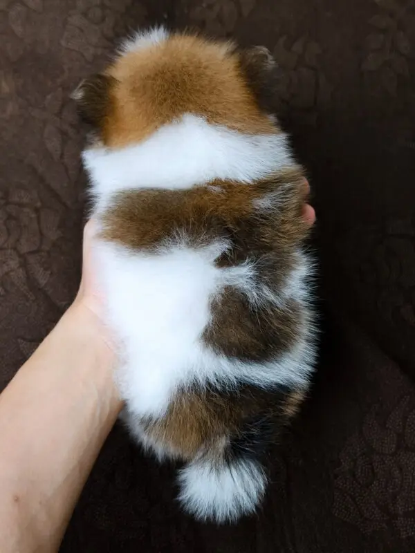 Pomeranian Puppy for Sale in Puchong Kuala Lumpur KL Malaysia