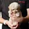Maltipoo Puppy for Sale in Puchong Kuala Lumpur KL Malaysia