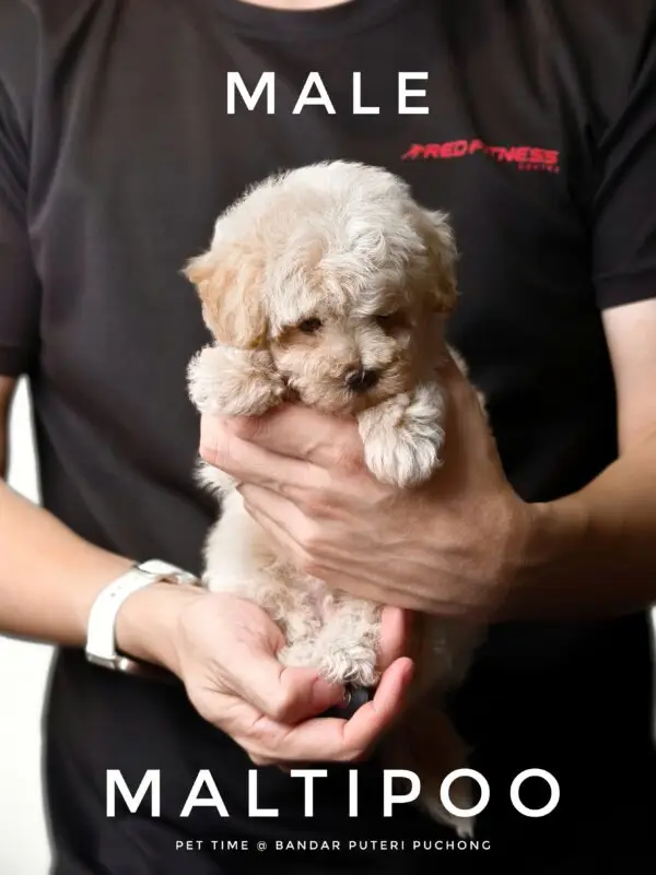 Maltipoo Puppy for Sale in Puchong Kuala Lumpur KL Malaysia