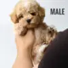Maltipoo Puppy for Sale in Puchong Kuala Lumpur KL Malaysia