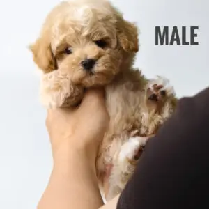 Maltipoo Puppy for Sale in Puchong Kuala Lumpur KL Malaysia