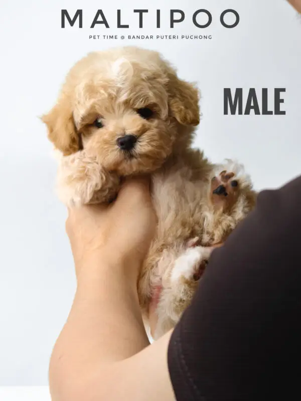 Maltipoo Puppy for Sale in Puchong Kuala Lumpur KL Malaysia