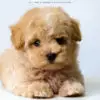 Maltipoo Puppy for Sale in Puchong Kuala Lumpur KL Malaysia