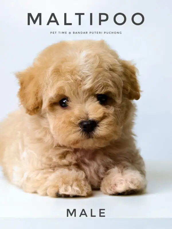 Maltipoo Puppy for Sale in Puchong Kuala Lumpur KL Malaysia