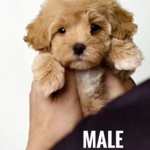 Maltipoo Puppy for Sale in Puchong Kuala Lumpur KL Malaysia