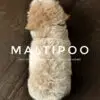 Maltipoo Puppy for Sale in Puchong Kuala Lumpur KL Malaysia