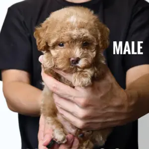 Maltipoo Puppy for Sale in Puchong Kuala Lumpur KL Malaysia