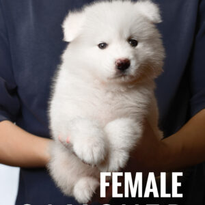 Samoyed Puppy for Sale in Puchong Kuala Lumpur KL Malaysia