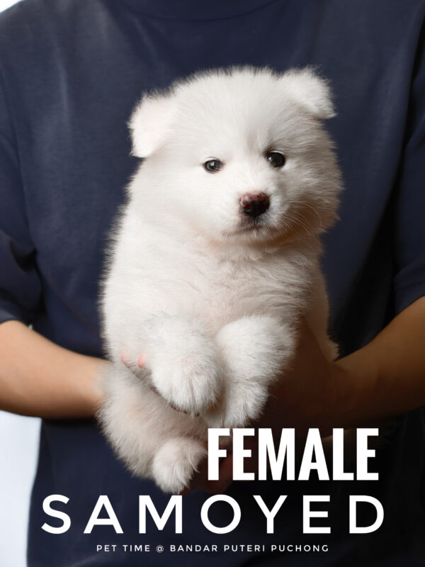 Samoyed Puppy for Sale in Puchong Kuala Lumpur KL Malaysia