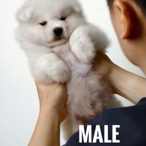 Samoyed Puppy for Sale in Puchong Kuala Lumpur KL Malaysia