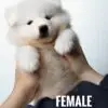 Samoyed Puppy for Sale in Puchong Kuala Lumpur KL Malaysia