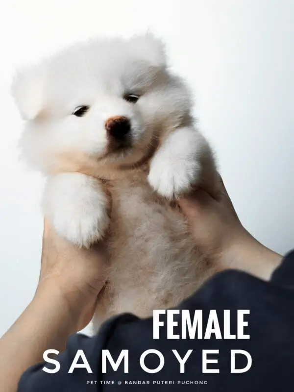 Samoyed Puppy for Sale in Puchong Kuala Lumpur KL Malaysia