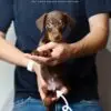 Dachshund mixed Pinscher Puppy for Sale in Puchong Kuala Lumpur KL Malaysia