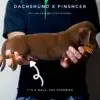 Dachshund mixed Pinscher Puppy for Sale in Puchong Kuala Lumpur KL Malaysia